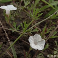 Ipomoea coptica (L.) Roth ex Roem. & Schult.